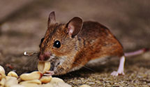24 Hour & Emergency Exterminators in Lincolns New Salem, IL